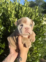 Tank, a male English Bulldog for sale in Murfreesboro, TN – 2 of 5