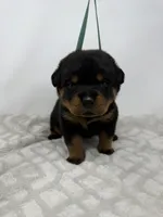 Poppy, a female Rottweiler for sale in Murfreesboro, TN – 6 of 6