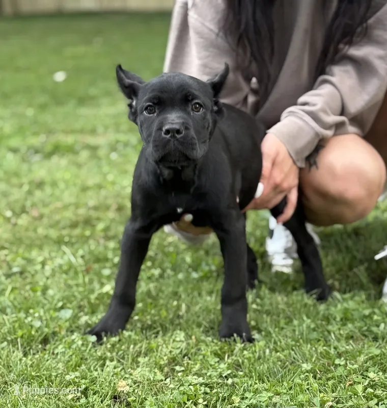Ophelia – Cane Corso puppy for sale in Murfreesboro, TN