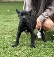 Ophelia, a female Cane Corso for sale in Murfreesboro, TN – 1 of 4