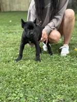 Ophelia, a female Cane Corso for sale in Murfreesboro, TN – 2 of 4