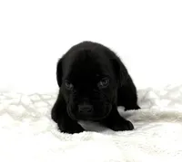 Georgia, a female Cane Corso for sale in Murfreesboro, TN – 3 of 4