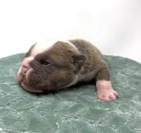 Ezra, a male English Bulldog for sale in Murfreesboro, TN – 3 of 6