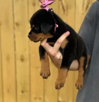 Ginny , a female Rottweiler for sale in Murfreesboro, TN – 6 of 6