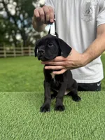 Bonnie, a female Cane Corso for sale in Murfreesboro, TN – 1 of 5