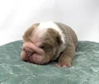 Tank, a male English Bulldog for sale in Murfreesboro, TN – 5 of 5
