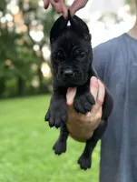 Clarice , a female Cane Corso for sale in Murfreesboro, TN – 4 of 5