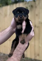 Hermione , a female Rottweiler for sale in Murfreesboro, TN – 3 of 4