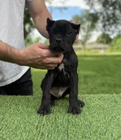Rocky, a male Cane Corso for sale in Murfreesboro, TN – 3 of 5
