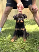 Ravi, a male Rottweiler for sale in Murfreesboro, TN – 2 of 6
