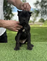 Rocky, a male Cane Corso for sale in Murfreesboro, TN – 2 of 5