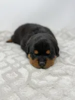 Tiny, a female Rottweiler for sale in Murfreesboro, TN – 5 of 5