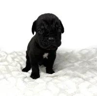 Rocky, a male Cane Corso for sale in Murfreesboro, TN – 3 of 5