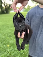 Zena, a female Cane Corso for sale in Murfreesboro, TN – 2 of 6