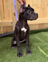 Ophelia, a female Cane Corso for sale in Murfreesboro, TN – 2 of 4
