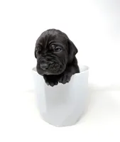 Onyx, a female Cane Corso for sale in Murfreesboro, TN – 4 of 6
