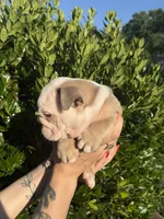 Dozer, a male English Bulldog for sale in Murfreesboro, TN – 6 of 7