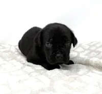 Layla, a female Cane Corso for sale in Murfreesboro, TN – 4 of 5