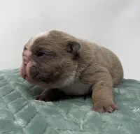 Mabel, a female English Bulldog for sale in Murfreesboro, TN – 5 of 5
