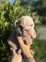 Dozer, a male English Bulldog for sale in Murfreesboro, TN – 2 of 7