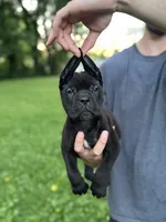 Zena, a female Cane Corso for sale in Murfreesboro, TN – 5 of 6