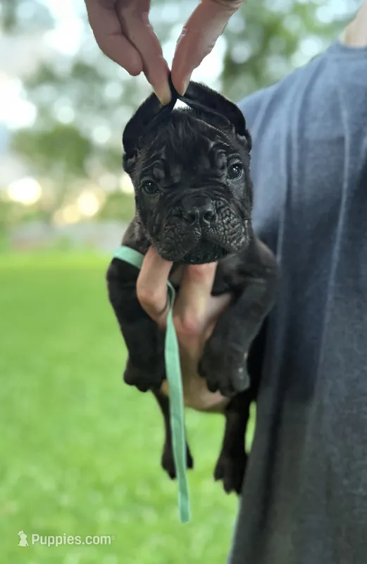 Rocky – Cane Corso puppy for sale in Murfreesboro, TN