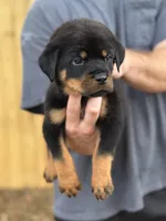 Harry, a male Rottweiler for sale in Murfreesboro, TN – 6 of 6