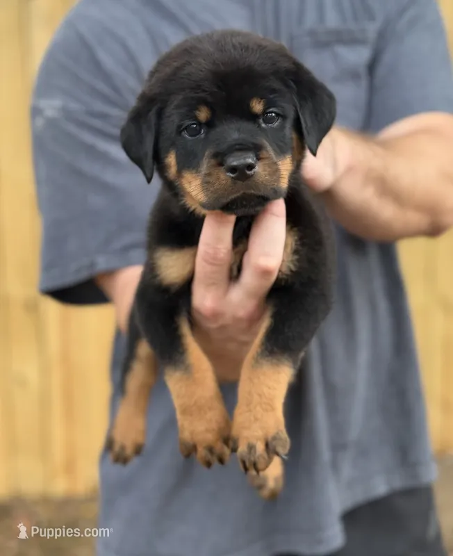 Harry – Rottweiler puppy for sale in Murfreesboro, TN