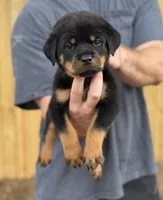 Harry, a male Rottweiler for sale in Murfreesboro, TN – 1 of 6
