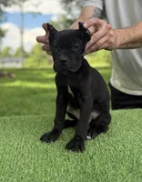 Layla, a female Cane Corso for sale in Murfreesboro, TN – 3 of 4