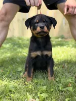 Ravi, a male Rottweiler for sale in Murfreesboro, TN – 6 of 6