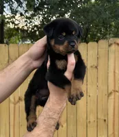 Hermione , a female Rottweiler for sale in Murfreesboro, TN – 4 of 4