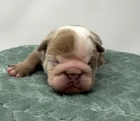 Tank, a male English Bulldog for sale in Murfreesboro, TN – 2 of 5