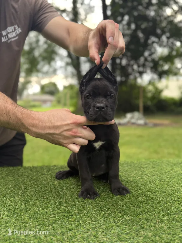 Clarice  – Cane Corso puppy for sale in Murfreesboro, TN