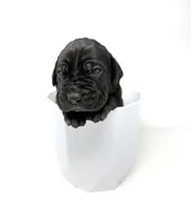 Onyx, a female Cane Corso for sale in Murfreesboro, TN – 2 of 6