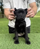 Charlie, a female Cane Corso for sale in Murfreesboro, TN – 3 of 5