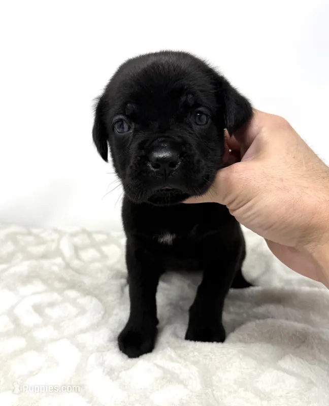 Layla – Cane Corso puppy for sale in Murfreesboro, TN