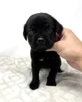 Layla, a female Cane Corso for sale in Murfreesboro, TN – 1 of 5