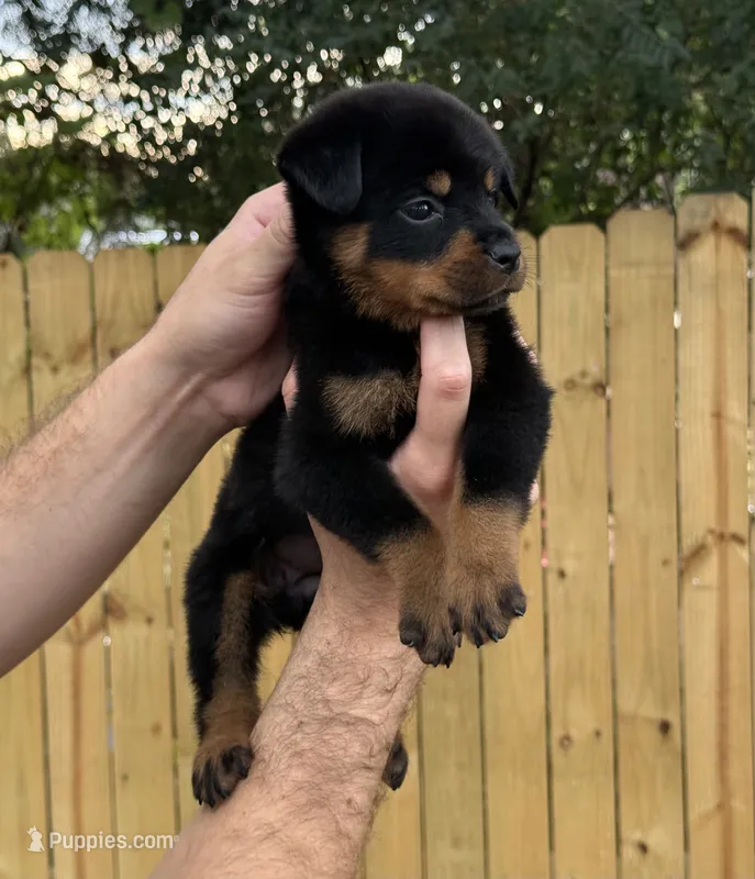 Hermione  – Rottweiler puppy for sale in Murfreesboro, TN