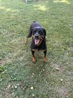 Flika, a female Rottweiler for sale in Murfreesboro, TN – 3 of 5