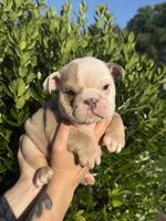 Dozer, a male English Bulldog for sale in Murfreesboro, TN – 5 of 7