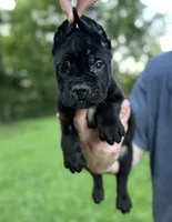 Bonnie, a female Cane Corso for sale in Murfreesboro, TN – 2 of 5