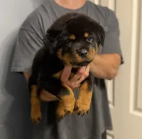 Poppy, a female Rottweiler for sale in Murfreesboro, TN – 3 of 4