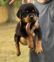 Ginny , a female Rottweiler for sale in Murfreesboro, TN – 2 of 6