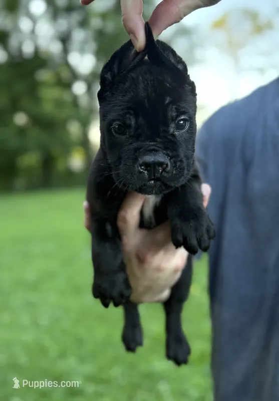 Bonnie – Cane Corso puppy for sale in Murfreesboro, TN