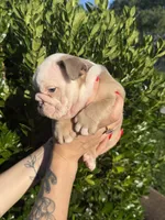 Dozer, a male English Bulldog for sale in Murfreesboro, TN – 7 of 7