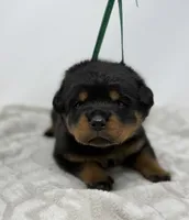 Millie, a female Rottweiler for sale in Murfreesboro, TN – 2 of 6