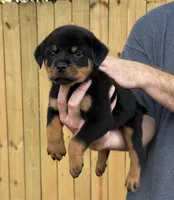 Draco, a male Rottweiler for sale in Murfreesboro, TN – 4 of 4