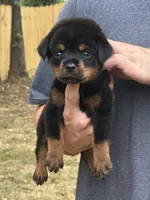 Remus, a male Rottweiler for sale in Murfreesboro, TN – 3 of 5