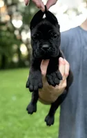 Clarice , a female Cane Corso for sale in Murfreesboro, TN – 2 of 5